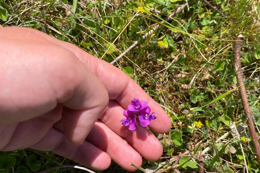 Plant specimen collected by Niche ecologists