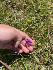 plant collection for species identification