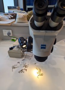 microscopic examination of plant species