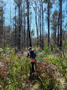 plant identification field survey