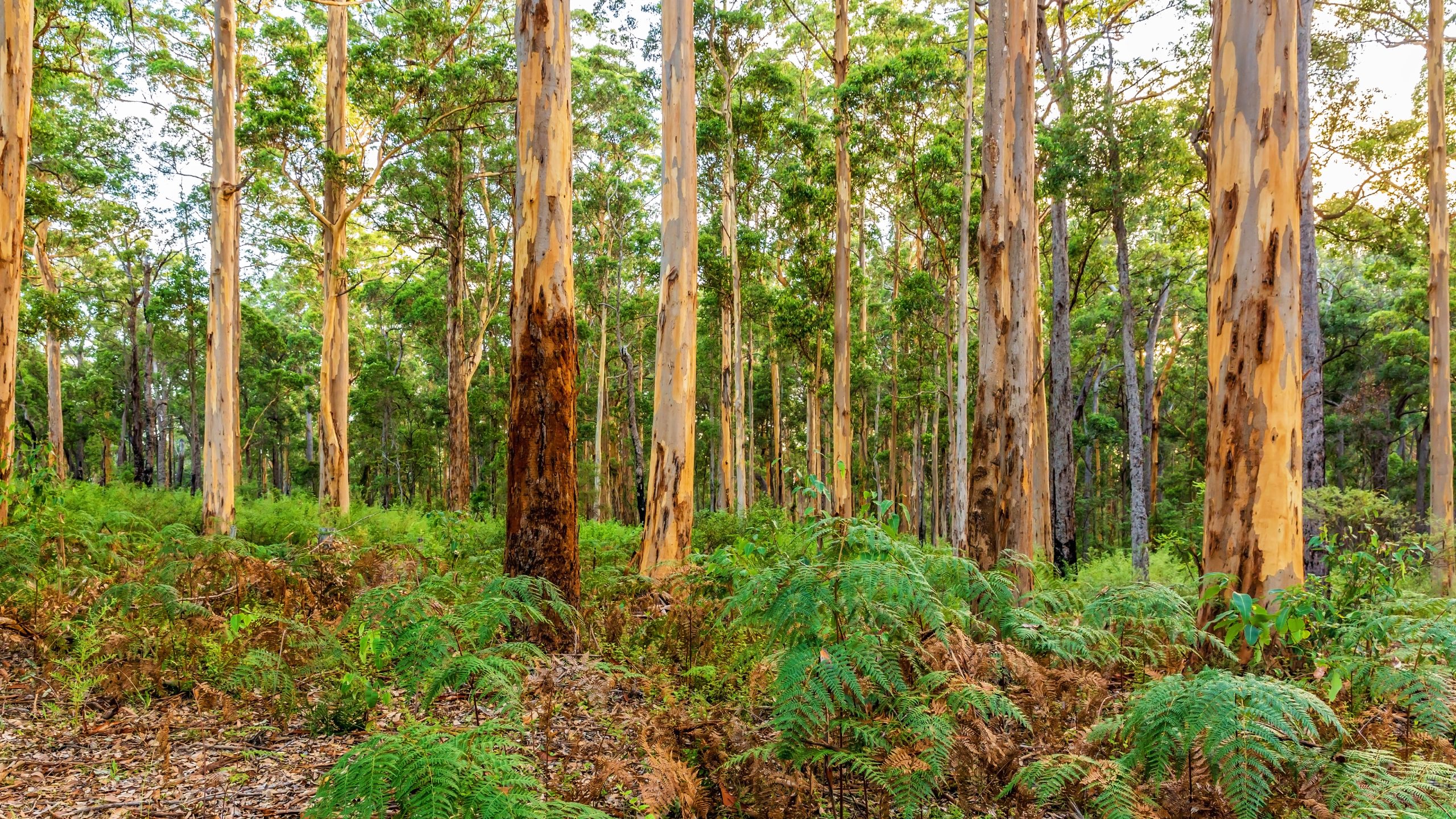 What is the Nature Repair Market and how will it help protect our biodiversity?