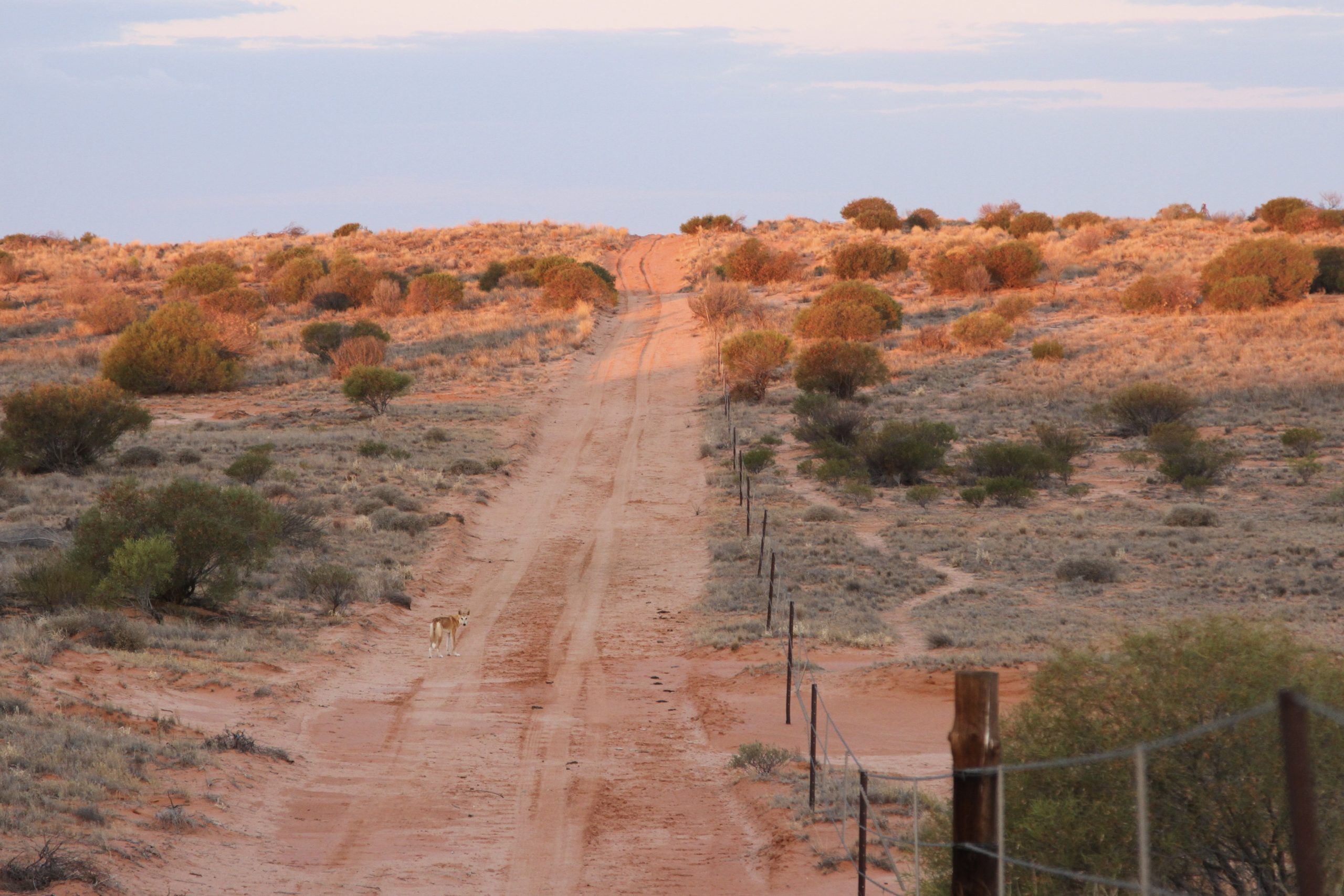Dingo (Canis familiaris) in the Strzelecki Desert