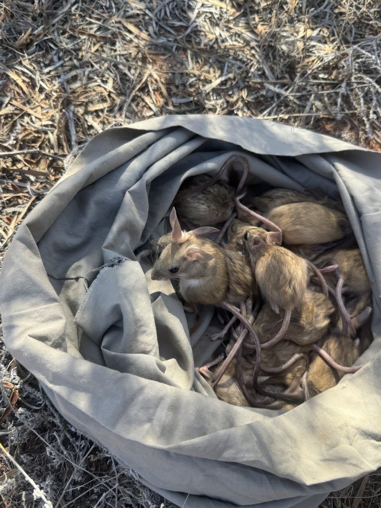 Dusky Hopping Mouse (Notomys fuscus) in the Strzelecki Desert