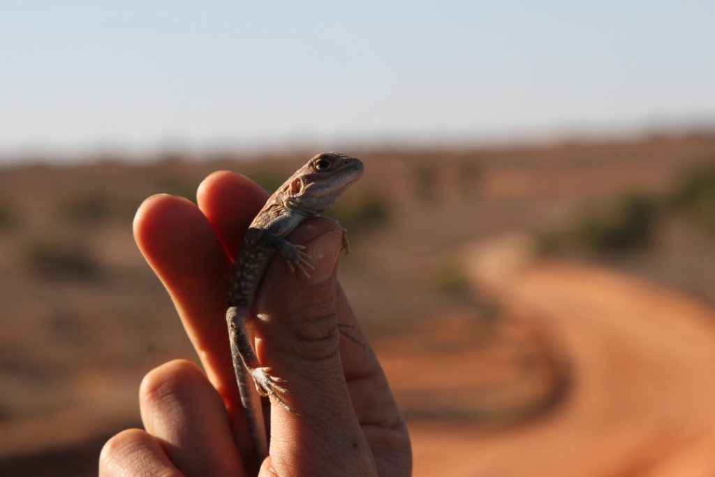 Painted Dragon (Ctenophorus pictus)