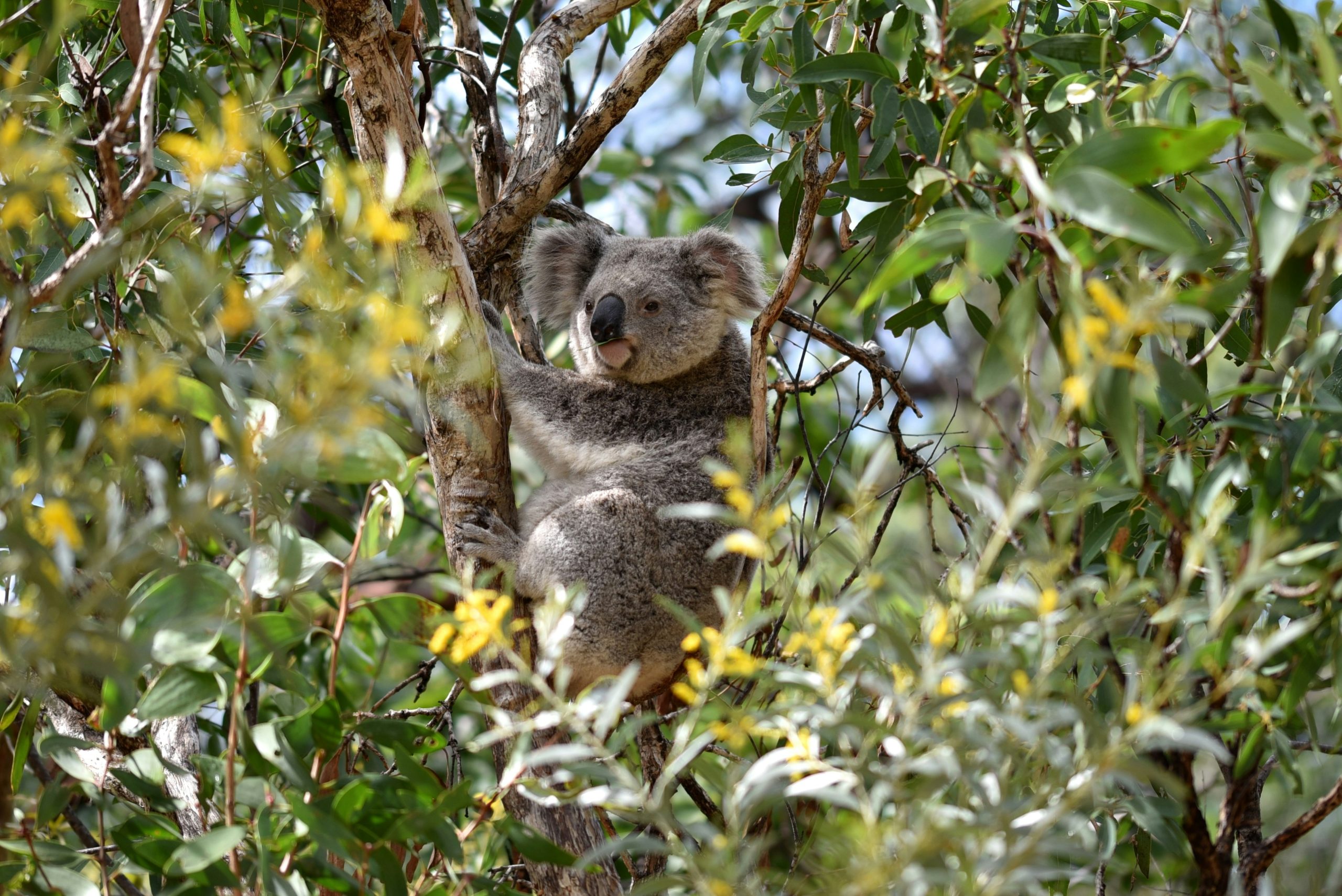 Koala in the Australian bush