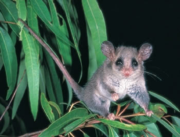 Cercartetus nanus “Eastern Pygmy-possum” 