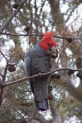 Callocephalon fimbriatum “Gang-gang Cockatoo