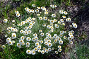 Leucochrysum albicans subsp. tricolor “Hoary Sunray”