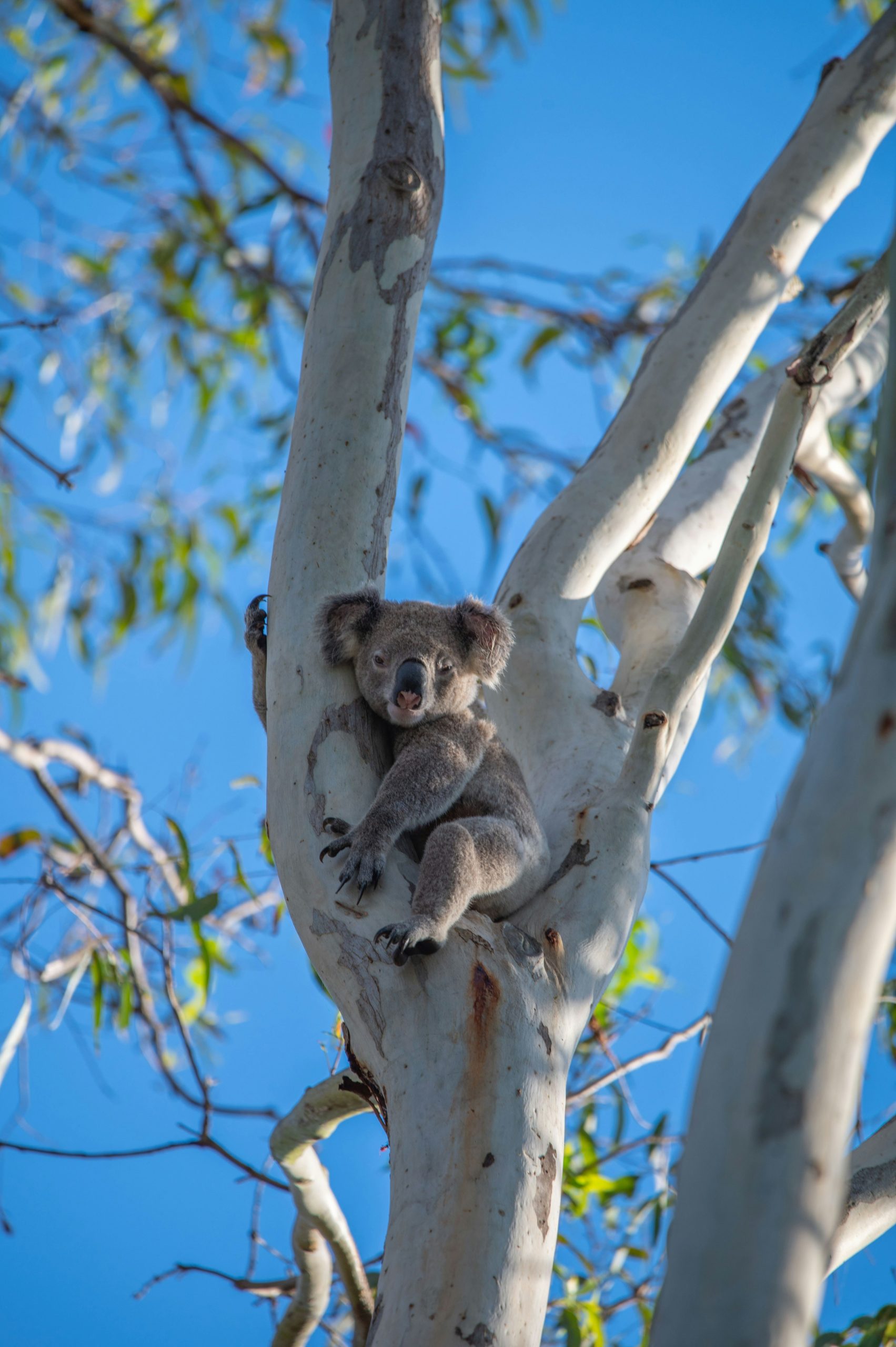 One nature, one value: Why Australia needs a national biodiversity credit market