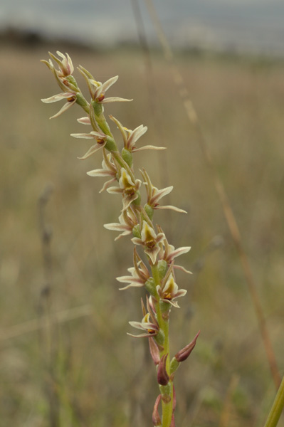 Prasophyllum petilum “Tarengo Leek Orchid”