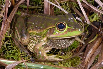 Litoria castanea “Yellow-spotted Tree Frog” 