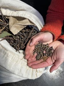 Native seeds used for IFLM projects