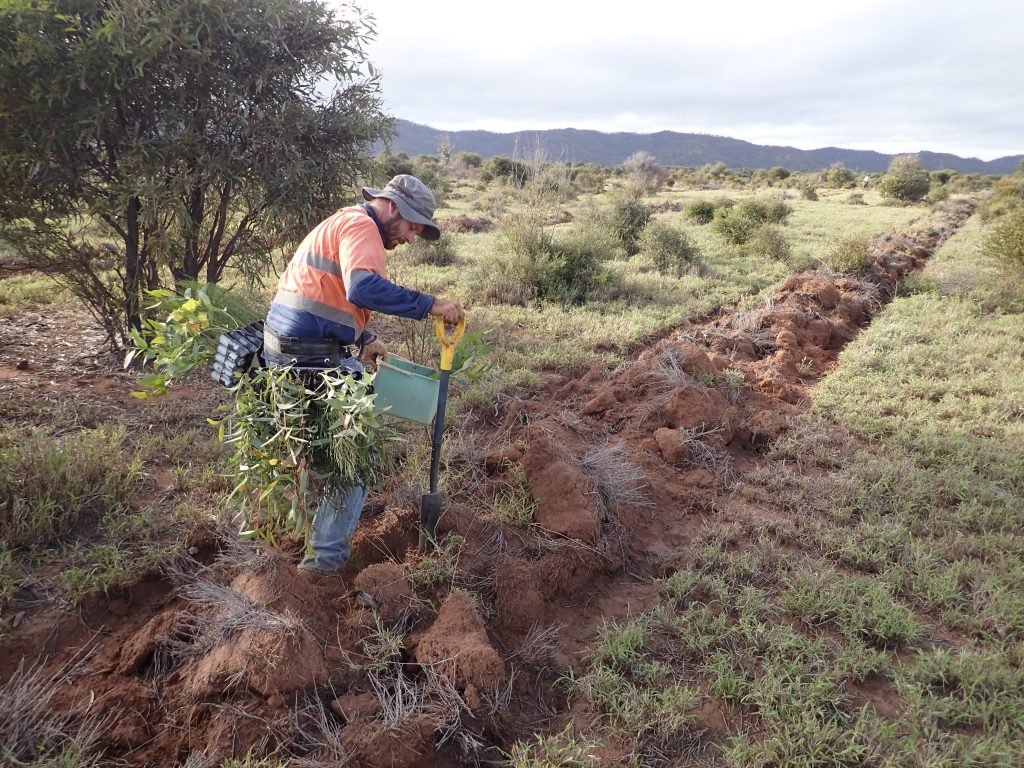 Environmental Field Officer with shovel and satchel of plants planting in a tilled line.