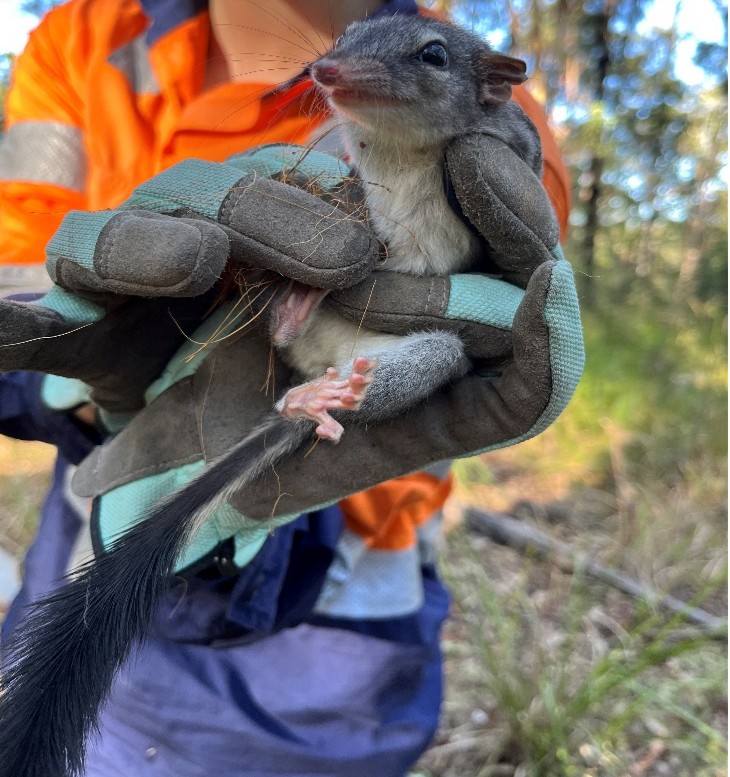 Brush-tailed Phascogale