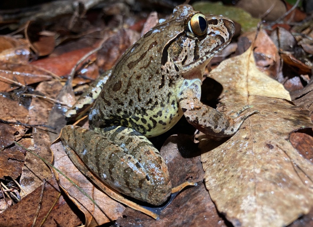 Giant Barred Frog discovered during a rainy field survey