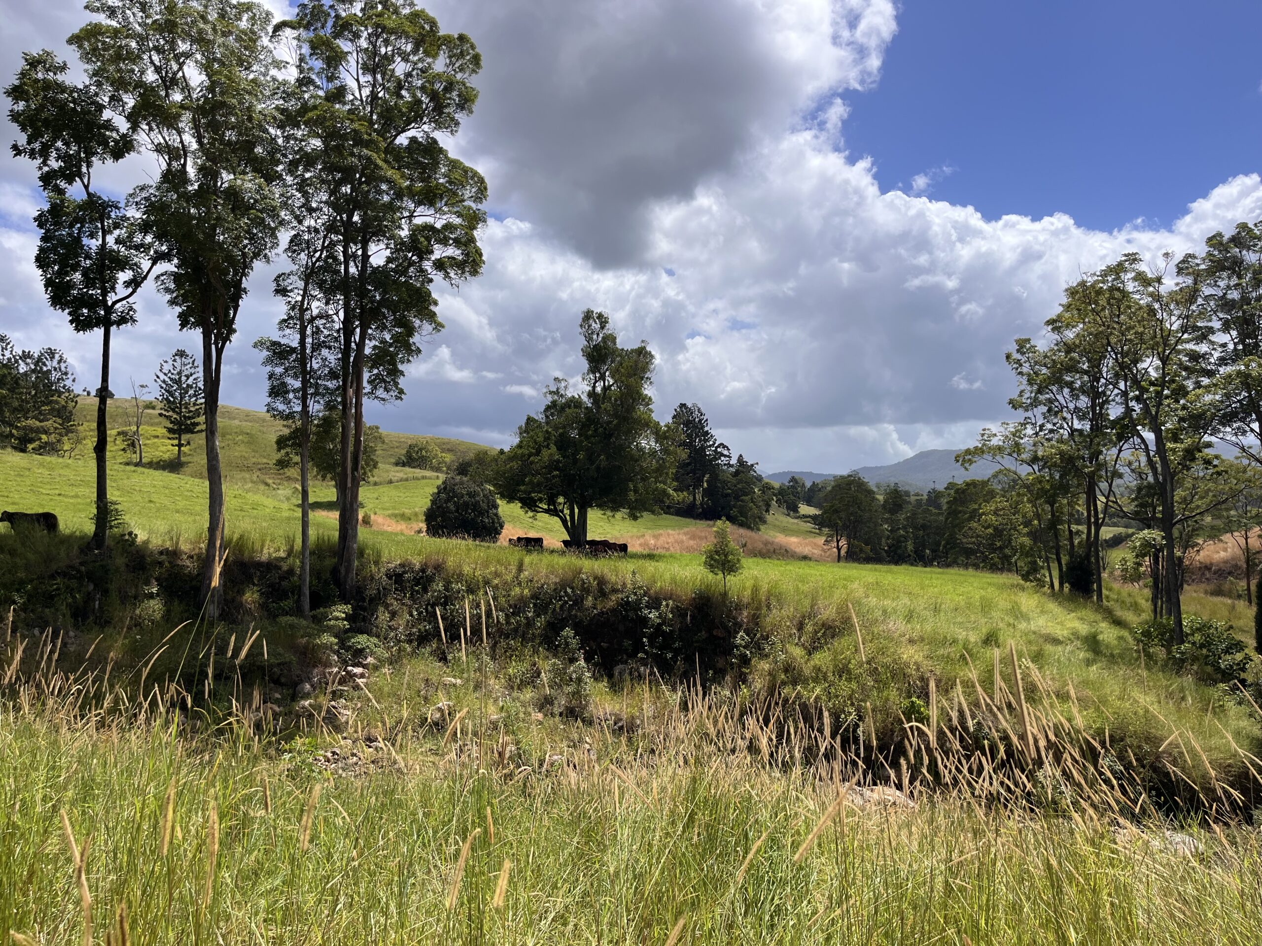 Biodiversity experts Niche support Australia’s second registered Nature Repair Market project